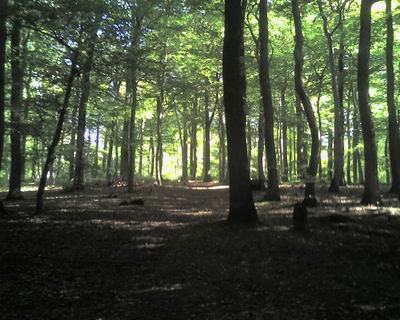 Mitten im Wald eine Marienstätte