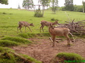 Wildpark Püttlingen Bild 1