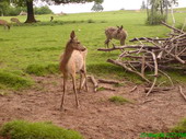 Wildpark Püttlingen Bild 2