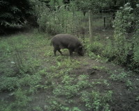 Gehege der Wildschweine Bild 4