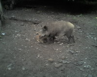 Gehege der Wildschweine Bild 6